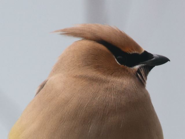 Cedar Waxwings