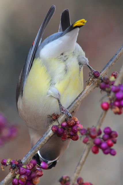 Cedar Waxwing