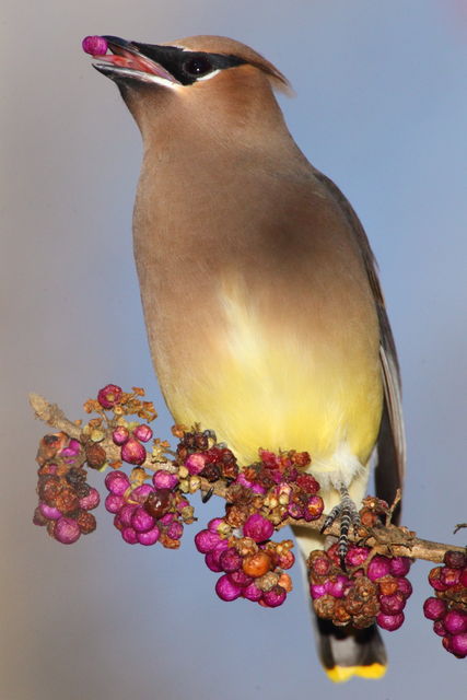 Cedar Waxwing