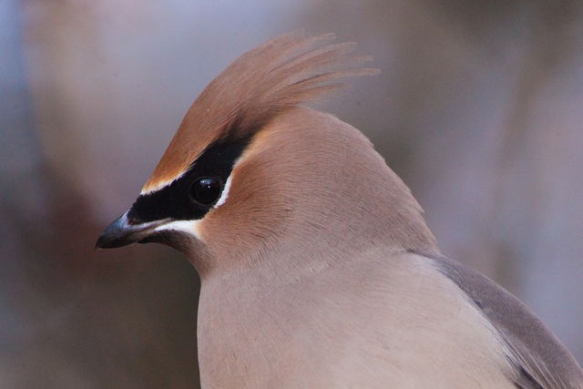 Cedar Waxwing