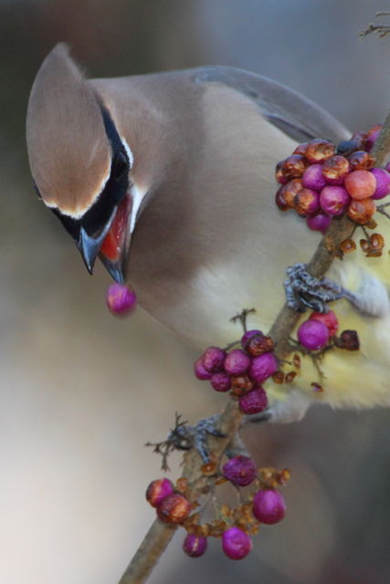 Cedar Waxwing