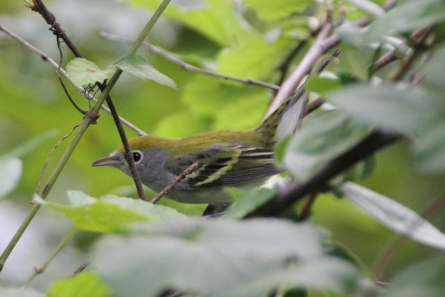 Chestnut-sided Warbler