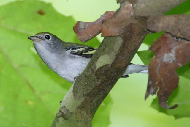 Chestnut-sided Warbler