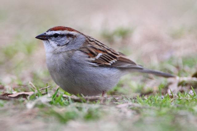 Chipping Sparrow