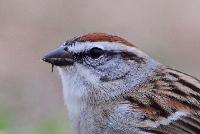 Chipping Sparrow