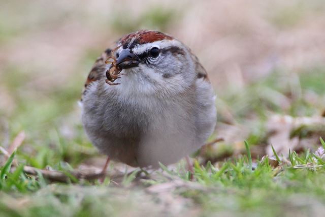 Chipping Sparrow