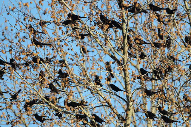 Common Grackle