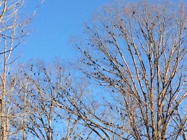 Common Grackle