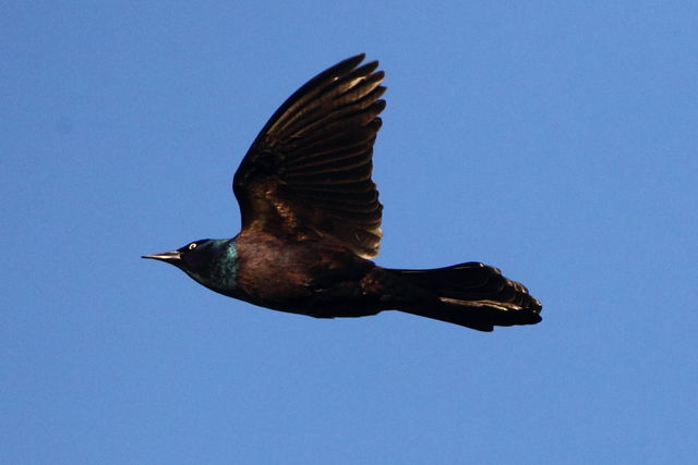 Common Grackle