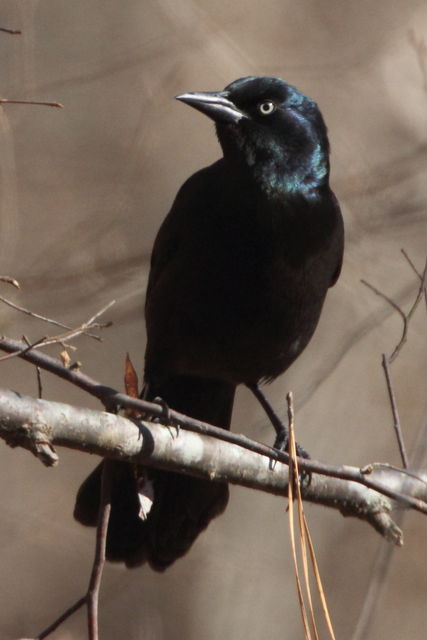 Common Grackle