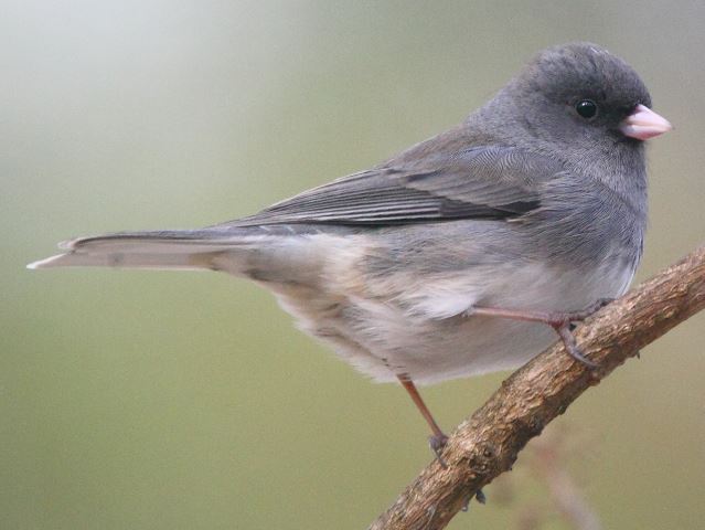 Dark-eyed Juncos