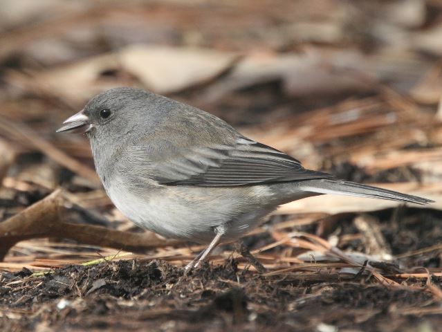 Dark-eyed Juncos