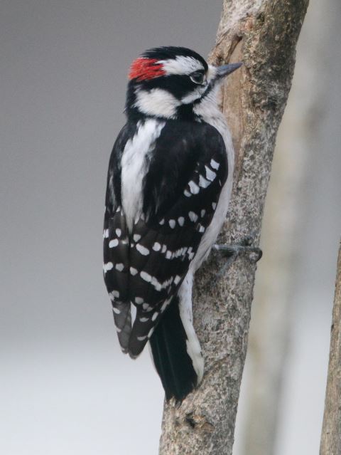 Downy Woodpeckers