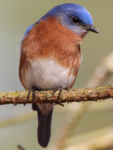 Eastern Bluebird