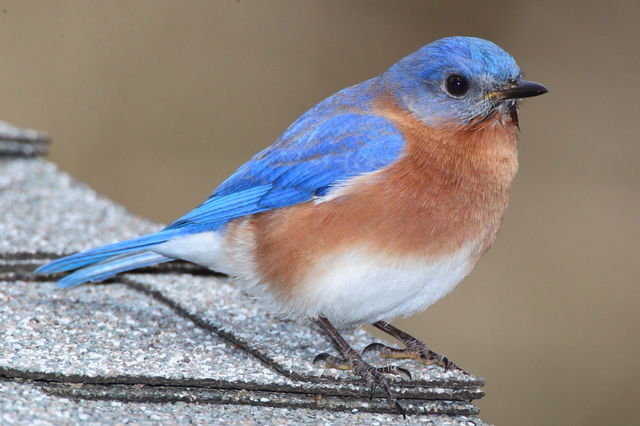 Eastern Bluebird