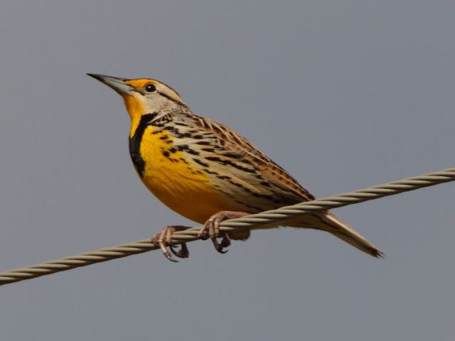 Eastern Meadowlark