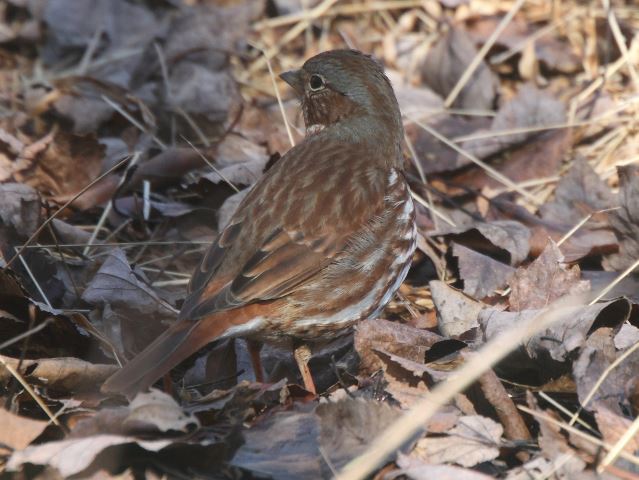 Fox Sparrow