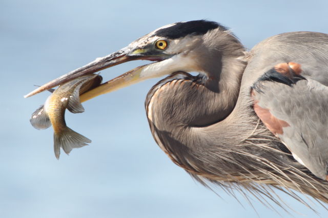 Great Blue Heron