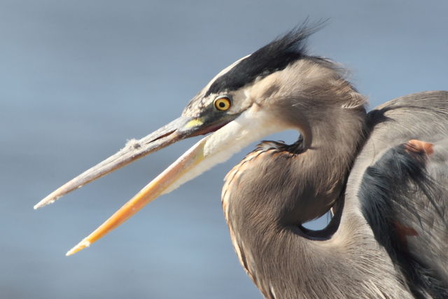 Great Blue Heron
