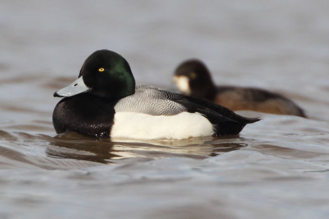 Greater Scaup