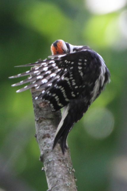 juvenile Hairy Woodpecker
