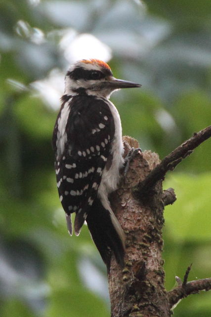 juvenile Hairy Woodpecker