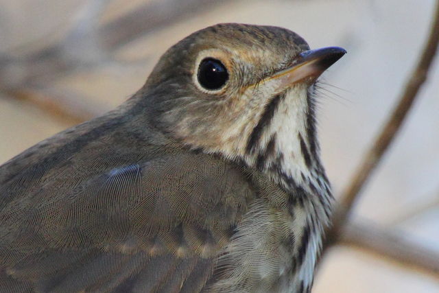 Hermit Thrush