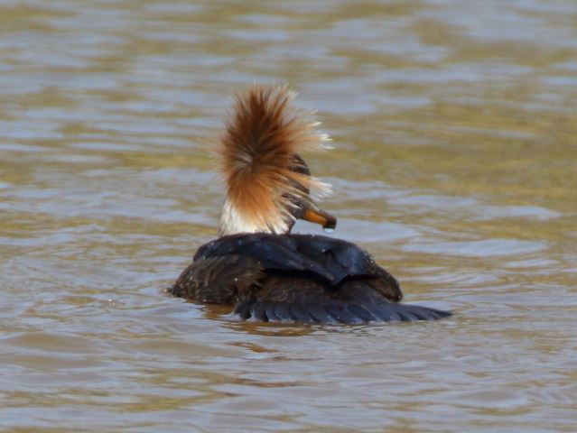 Hooded Mergansers