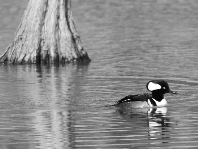 Hooded Mergansers