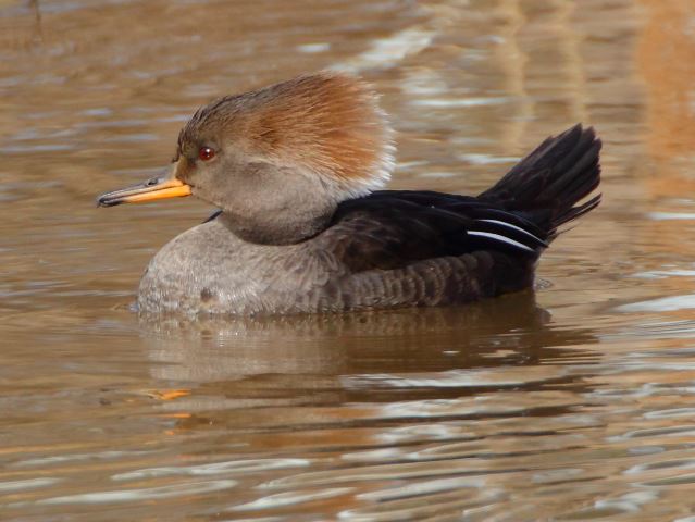 Hooded Mergansers