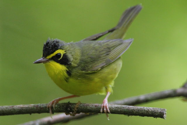 Kentucky Warbler
