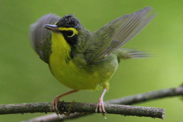 Kentucky Warbler
