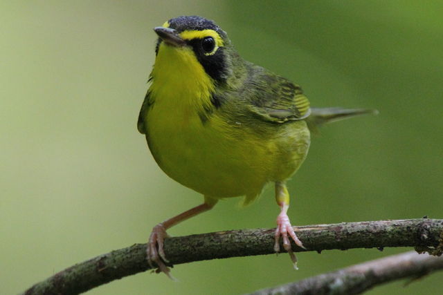 Kentucky Warbler