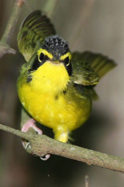 Kentucky Warbler