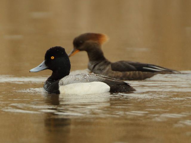Lesser Scaup and Hooded Merganser