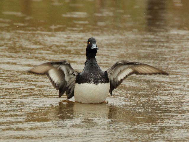 Lesser Scaup and Hooded Merganser