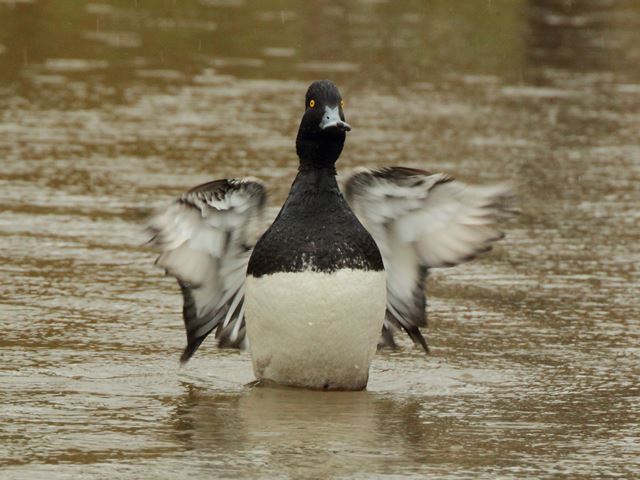 Lesser Scaup and Hooded Merganser