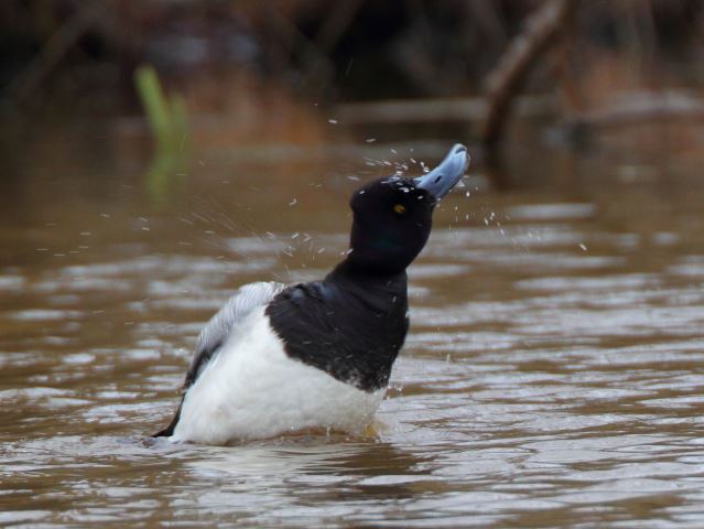 Lesser Scaup and Hooded Merganser