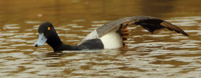Lesser Scaup and Hooded Merganser