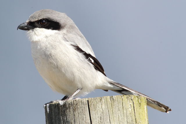Loggerhead Shrike