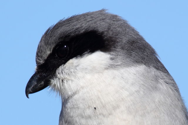 Loggerhead Shrike