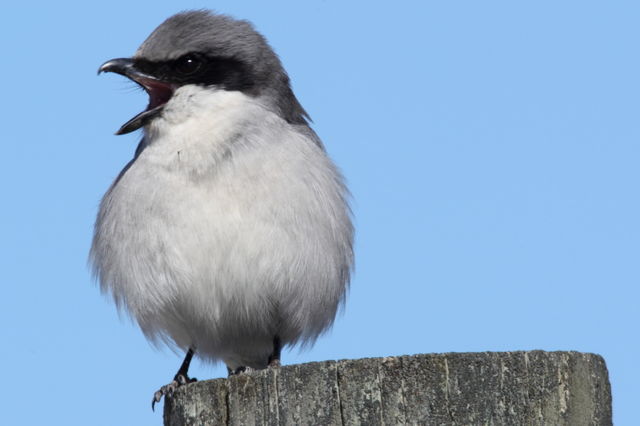 Loggerhead Shrike