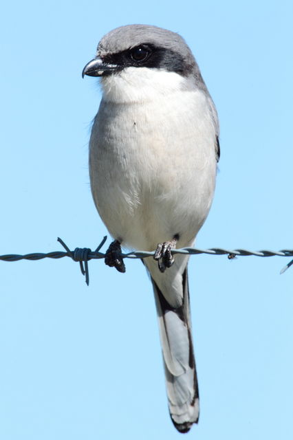 Loggerhead Shrike
