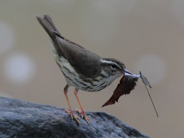 Louisiana Waterthrush