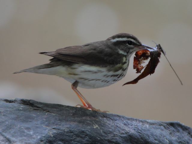 Louisiana Waterthrush