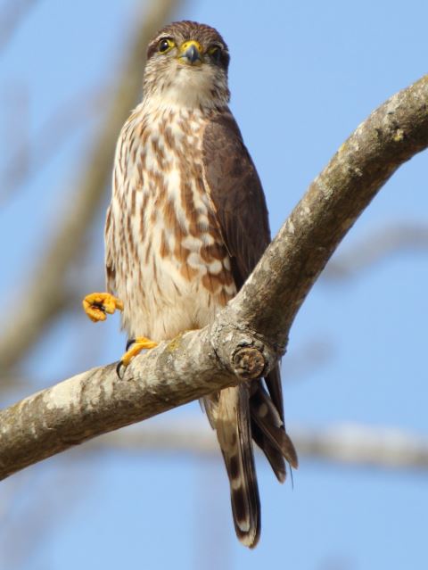 Merlin