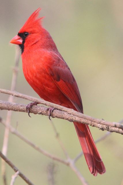 Northern Cardinals