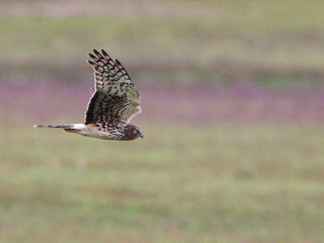 Northern Harriers