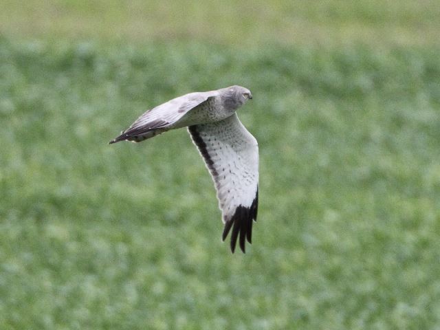 Northern Harriers