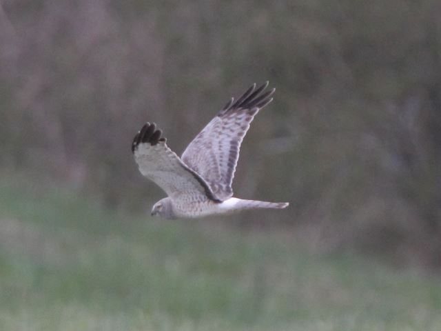 Northern Harriers